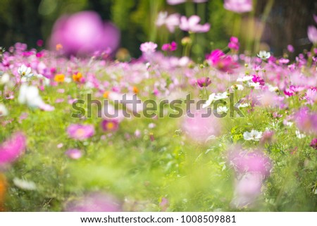 Cosmos flowers field with beautiful sunlight.