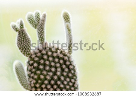 The cactus plants green wood nature. Cactus plants green nature on blur background