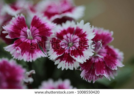 Dianthus Deltoides (Maiden Pink and white) Flowers