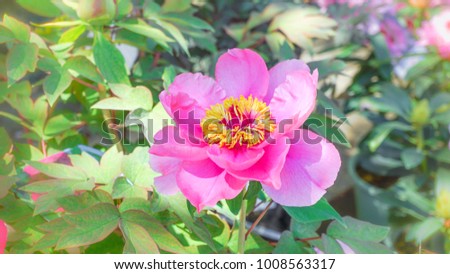 The beautiful charming  pink Peony  flowers blooming in the garden,lovely blossom growing under sunshine.