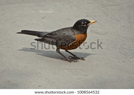New York, New York: A lone male American robin (Turdus migratorius) on a sidewalk in Manhattan.