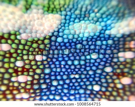 Panther Chameleon Scales Closeup