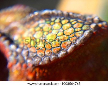 Panther Chameleon Scales Closeup