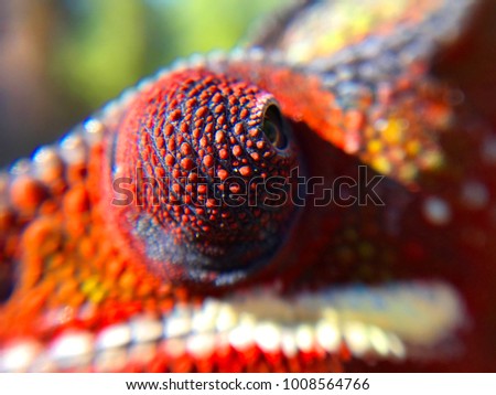 Panther Chameleon Eye Closeup