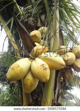 close up of fresh golden coconut in the coconut plant