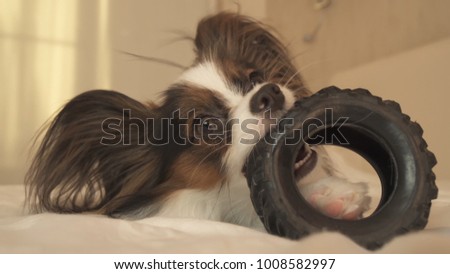 Young dog breeds Papillon Continental Toy Spaniel gnaws a rubber tire - a fun tire changer