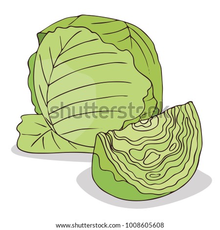 Isolate green cabbage vegetable on white background. Close up clipart with shadow in flat realistic cartoon style. Hand drawn icon. Vector illustration