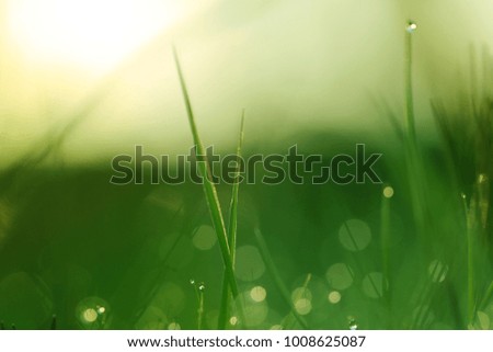 spring field grass with drops of dew in the sun.Fresh spring grass. 