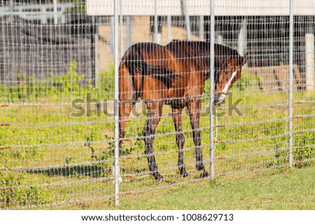 Brown horse in the cage
