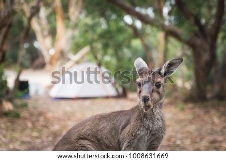 Kangaroos, native Australian Wildlife animals at the campground in Deep Creek Conservation Park, South Australia