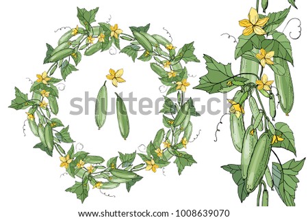 Cucumbers, round garland and enbless border