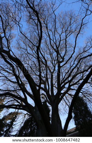 View from below of the silhouette of a celtis tree, ulmaceae family. Leafless tree in winter. Blue sky background. Many branches in all directions and a large trunk.  Picture taken in France.