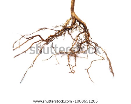 Roots of tree isolated on white background Royalty-Free Stock Photo #1008651205
