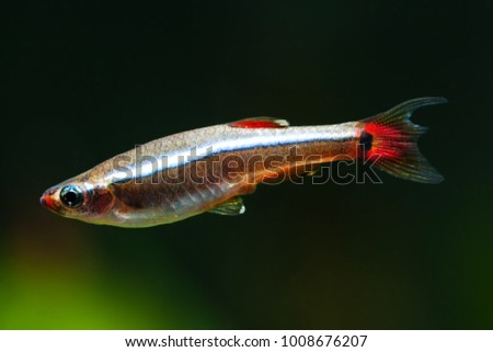 Aquarium fish White Cloud Mountain minnow swimming against soft green plants background. Detailed fish pattern. macro nature concept. soft focus photo. Royalty-Free Stock Photo #1008676207