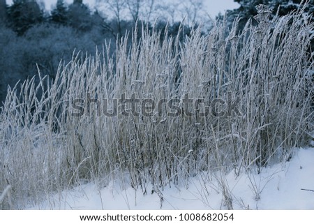 Dry branches and grass after snowfall. Winter landscape. 