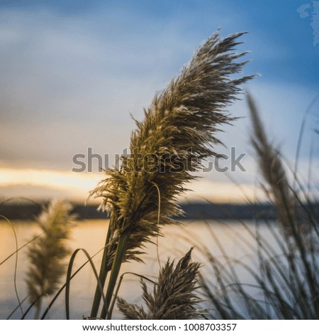 Cattail blowing in the winds in Vancouver