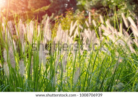 A set of green grass