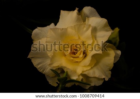 yellow adenium in flower