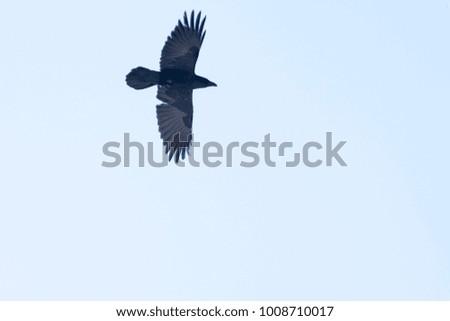 Winter Crow Flying
