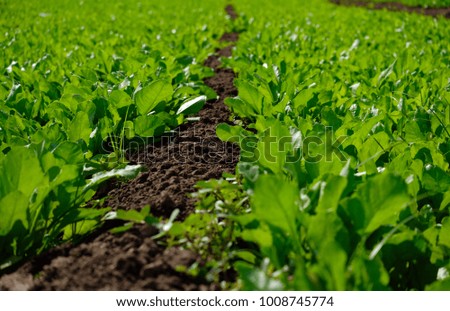 spinach plant plots in the field farm