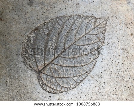 Leaf prints on the floor.