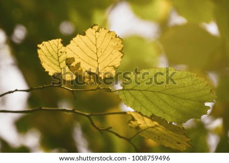 beautiful autumn colorful leaves on a tree branch in the warm rays of the sun