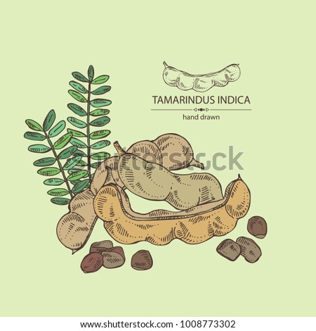 Tamarindus indica: plant and tamarindus seeds. Vector hand drawn illustration. Royalty-Free Stock Photo #1008773302