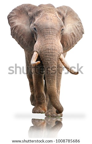 Elephant Bull on white background with mirror reflection.