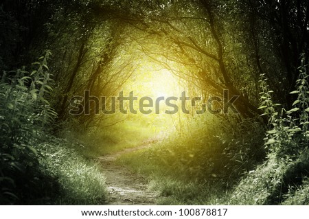 way in deep forest Royalty-Free Stock Photo #100878817