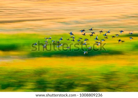 Flying birds. Motion blur background.