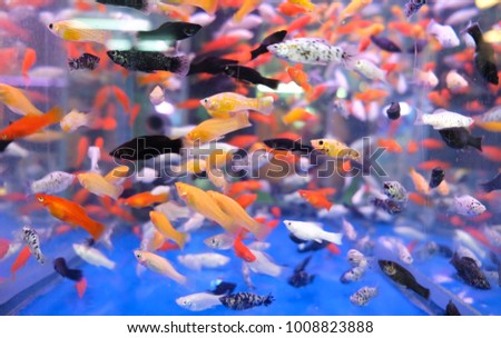mix colors of platy fishes