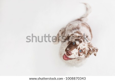 Funny top view studio portrait of the smilling puppy dog Australian Shepherd lying on the white background, gazing and waiting Royalty-Free Stock Photo #1008870343