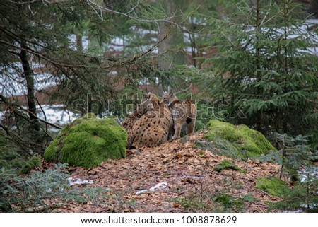 Lynx mother with two cubs in Bavarian Forest National Park.