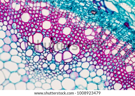 
Cross-section Plant Stem under the microscope for classroom education. Royalty-Free Stock Photo #1008923479
