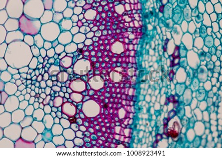 
Cross-section Plant Stem under the microscope for classroom education. Royalty-Free Stock Photo #1008923491