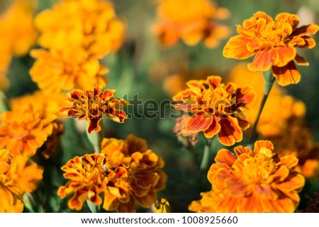 The bright, yellowish-orange marigold flower garden is looks like golden fire. It makes you feel hot and dims your eyes. The clearly picture with blurry background.