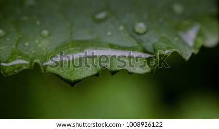 Nice droplets on melon leaf