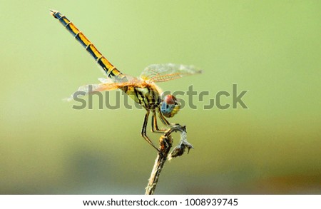 Dragonfly closeup picture