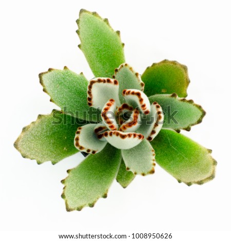 Top view of Panda Plant/Kalanchoe tomentosa  in pot on  White background
