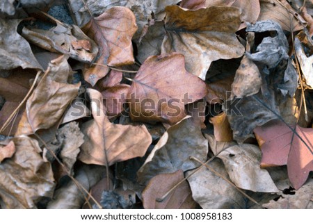 Pile of fall leaves close up
