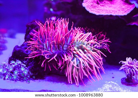 corals in a marine aquarium