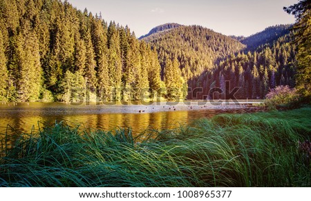 The lake in the forest. High-rise forest lake. Artistic picture. Discover the world of beauty. Scenic landscape. Beauty world. Eastern Europe. Romania. Lake Luka Roshu