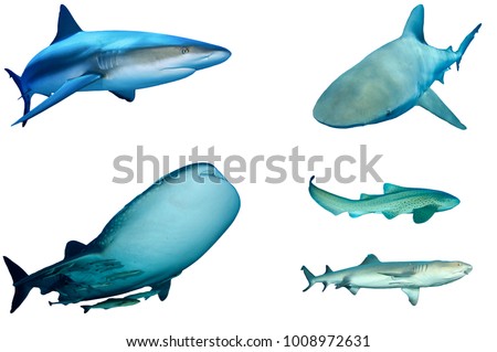 Sharks isolated on white. Grey Reef, Bull, Whale, Leopard and Whitetip Reef Shark cutouts