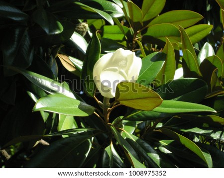 white magnolia flower on a branch
