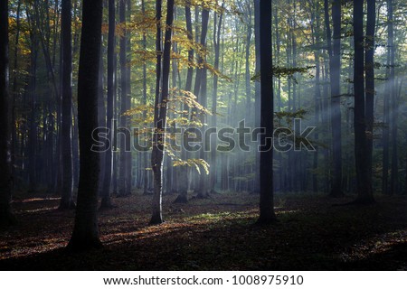 Foggy forest at sunrise Royalty-Free Stock Photo #1008975910