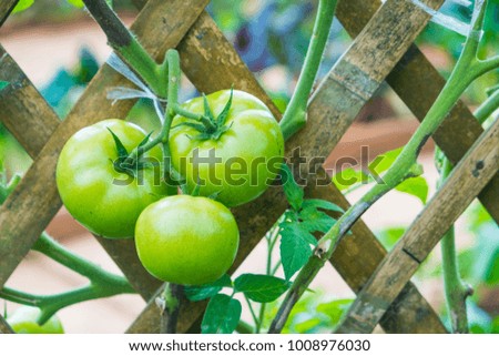Fresh green tomatoes on bamboo strips weave in the garden.
