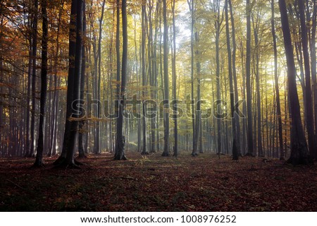 Foggy forest at sunrise Royalty-Free Stock Photo #1008976252