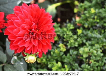 Blooming red dahlia flower in the garden with copy space