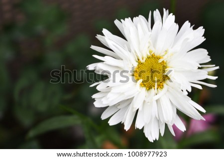 Blooming white flower with copy space