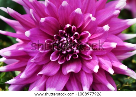 Blooming pink dahlia flower in the garden with copy space